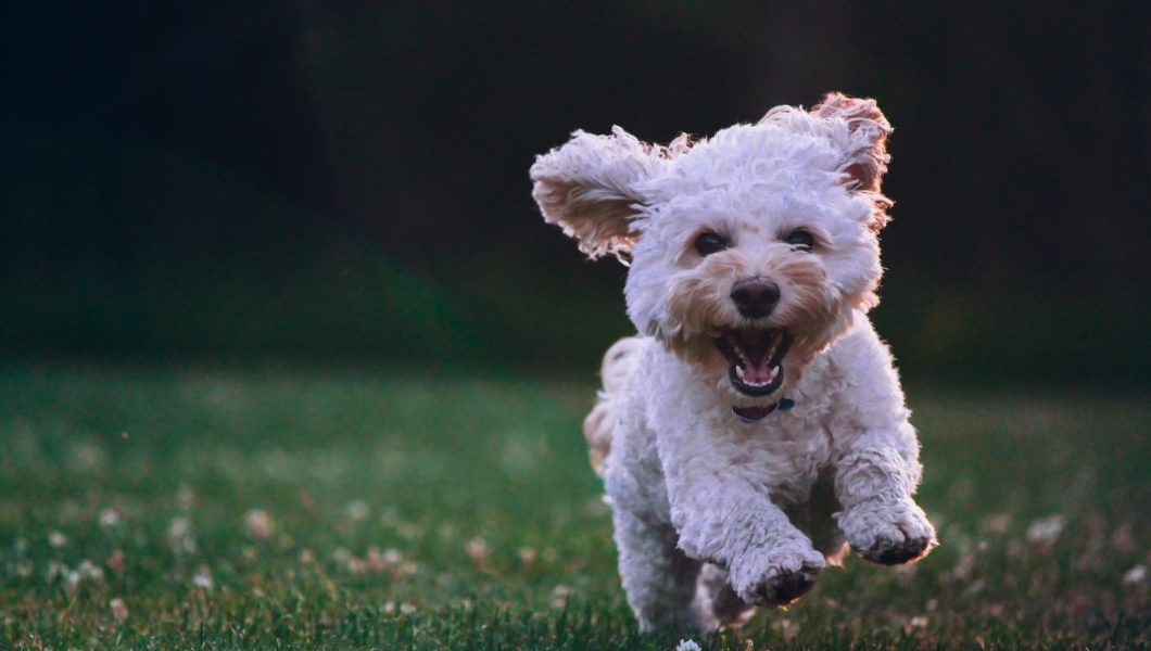 shallow focus photography of white shih tzu puppy running on the grass