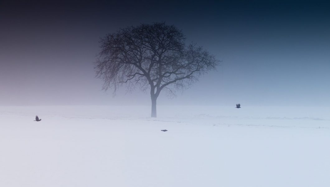 snow covered lone tree